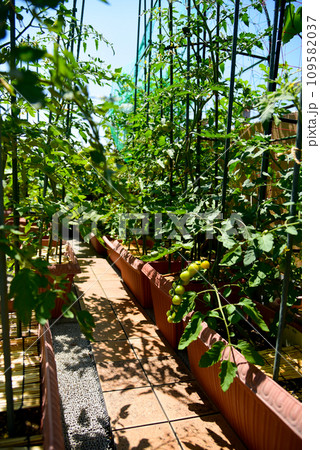 プランターで育てている、ミニトマト 109582037