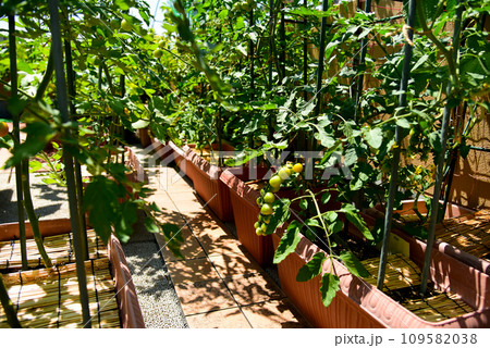 プランターで育てている、ミニトマト 109582038