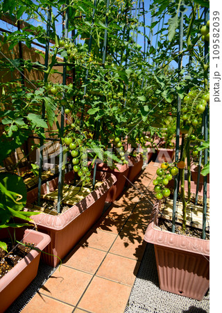 プランターで育てている、ミニトマト 109582039