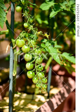 プランターで育てている、ミニトマト　アップ 109582042