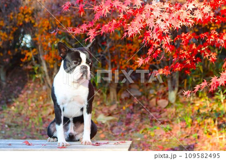毛呂山町の綺麗な紅葉の前のベンチに座ってるボストンテリアのマイティくん♡ 109582495