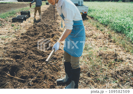 vegetable field 109582509