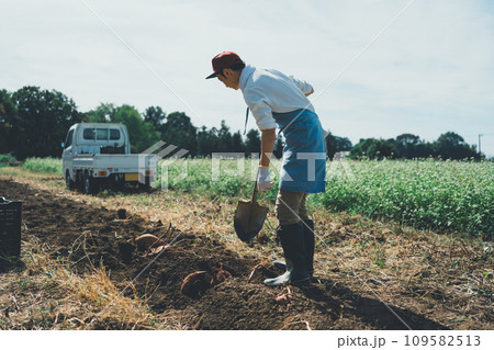 vegetable field 109582513