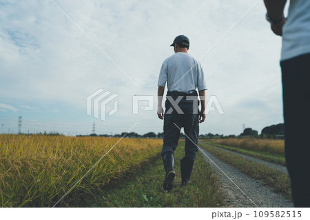 rice farming 109582515