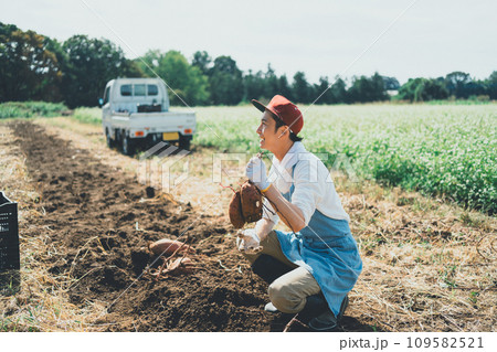 vegetable field vegetable field 109582521