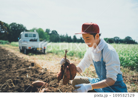 vegetable field vegetable field 109582529