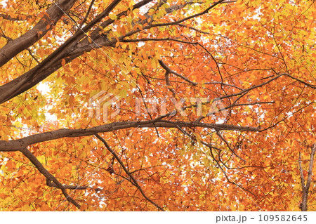 自然　植物　イヌブナ、黄葉です。周囲のブナはすでに葉が散っていたのでイヌブナの方が落葉が遅いのかも 109582645