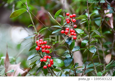 アマミヒイラギモチ 109583122