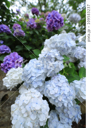 梅雨の晴れ間に咲く紫陽花 109583237