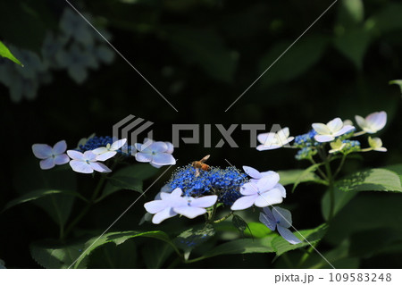 梅雨の晴れ間に咲く紫陽花 梅雨の晴れ間に咲く紫陽花 109583248