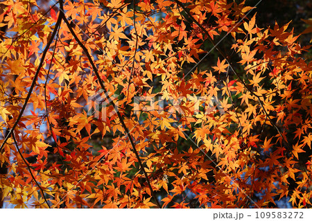 青空と紅葉したモミジ 109583272