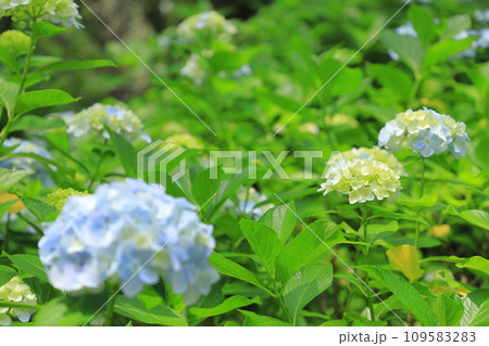 梅雨の晴れ間に咲く紫陽花 109583283