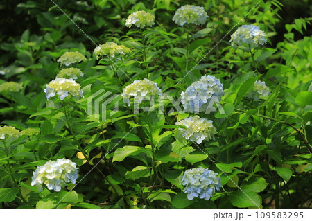 梅雨の晴れ間に咲く紫陽花 109583295