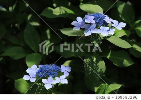 梅雨の晴れ間に咲く紫陽花 梅雨の晴れ間に咲く紫陽花 109583296