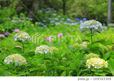 梅雨の晴れ間に咲く紫陽花 梅雨の晴れ間に咲く紫陽花 109583309