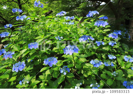梅雨の晴れ間に咲く紫陽花 109583315