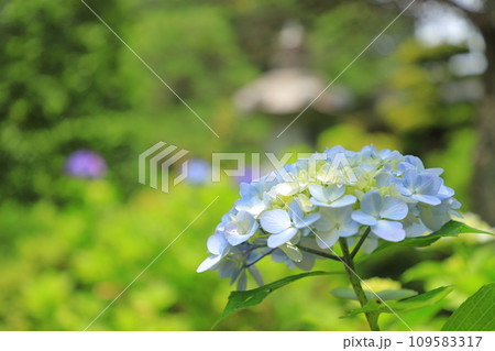 梅雨の晴れ間に咲く紫陽花 梅雨の晴れ間に咲く紫陽花 109583317