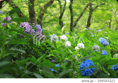 梅雨の晴れ間に咲く紫陽花 梅雨の晴れ間に咲く紫陽花 109583321