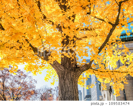 ☆3割引S❣️ 〜1/12夜9時⭐️本ベッコウの銀杏の葉のブローチ0828a 1個 日本銀行大阪支店前のイチョウの木の写真素材 [109583474] - PIXTA