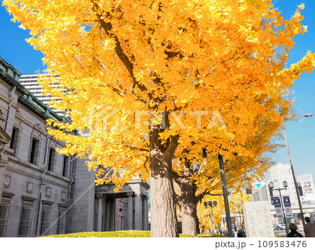 日本銀行大阪支店前のイチョウの木の写真素材 [109583476] - PIXTA