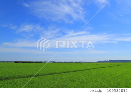 夏の青空と広い田んぼ 夏の青空と広い田んぼ 109583853