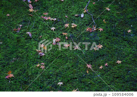 八幡山の秋を散策 109584006