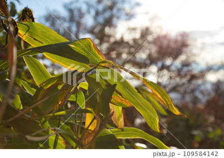 八幡山の秋を散策 八幡山の秋を散策 109584142