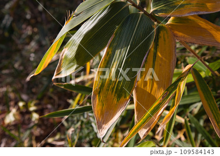 八幡山の秋を散策 109584143