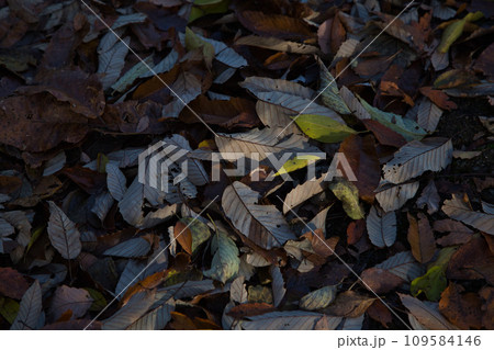 八幡山の秋を散策 八幡山の秋を散策 109584146