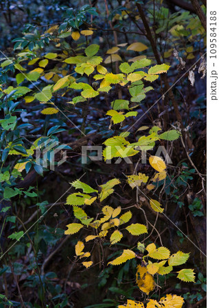 八幡山の秋を散策 八幡山の秋を散策 109584188