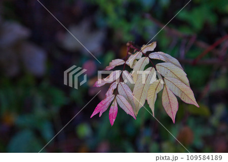 八幡山の秋を散策 109584189