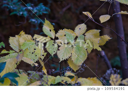 八幡山の秋を散策 109584191