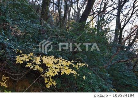 八幡山の秋を散策 109584194