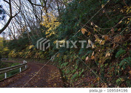 八幡山の秋を散策 八幡山の秋を散策 109584196