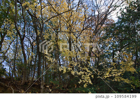 八幡山の秋を散策 109584199