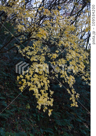 八幡山の秋を散策 109584200