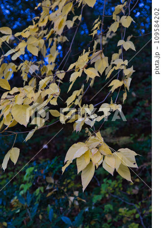 八幡山の秋を散策 109584202