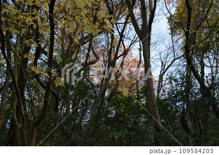 八幡山の秋を散策 109584203