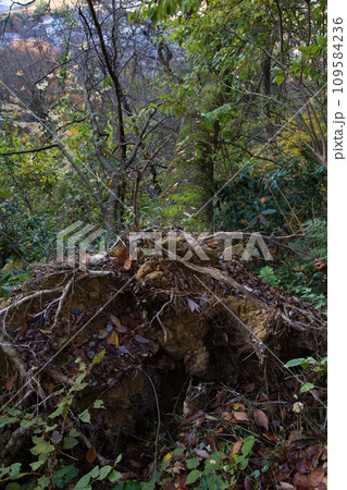 八幡山の秋を散策 八幡山の秋を散策 109584236