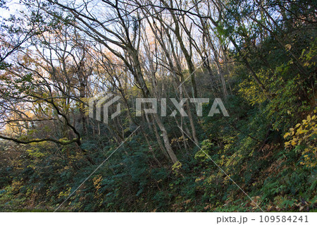 八幡山の秋を散策 109584241