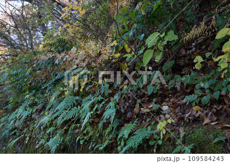 八幡山の秋を散策 八幡山の秋を散策 109584243