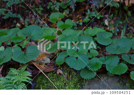 八幡山の秋を散策 八幡山の秋を散策 109584251