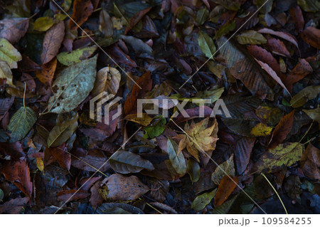 八幡山の秋を散策 八幡山の秋を散策 109584255