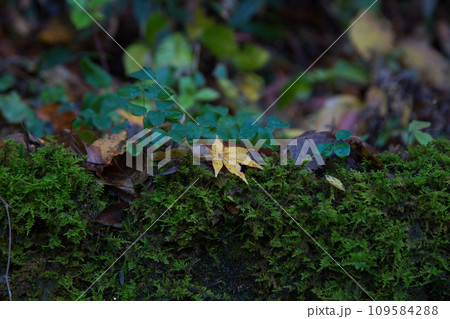 八幡山の秋を散策 109584288