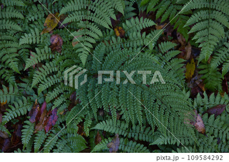 八幡山の秋を散策 八幡山の秋を散策 109584292