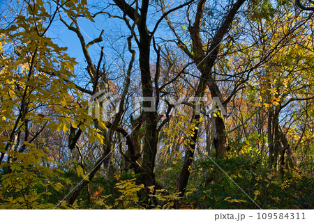 八幡山の秋を散策 八幡山の秋を散策 109584311