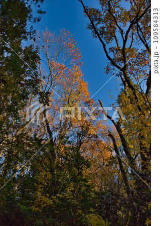 八幡山の秋を散策 109584313