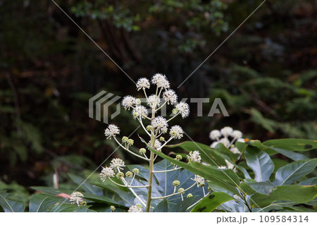八幡山の秋を散策 八幡山の秋を散策 109584314