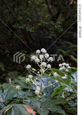 八幡山の秋を散策 八幡山の秋を散策 109584315