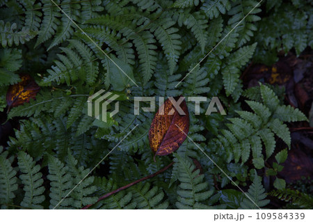 八幡山の秋を散策 109584339